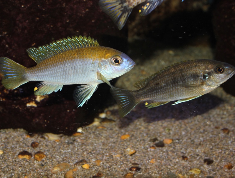 Gephyrochromis lawsi 'Londo'